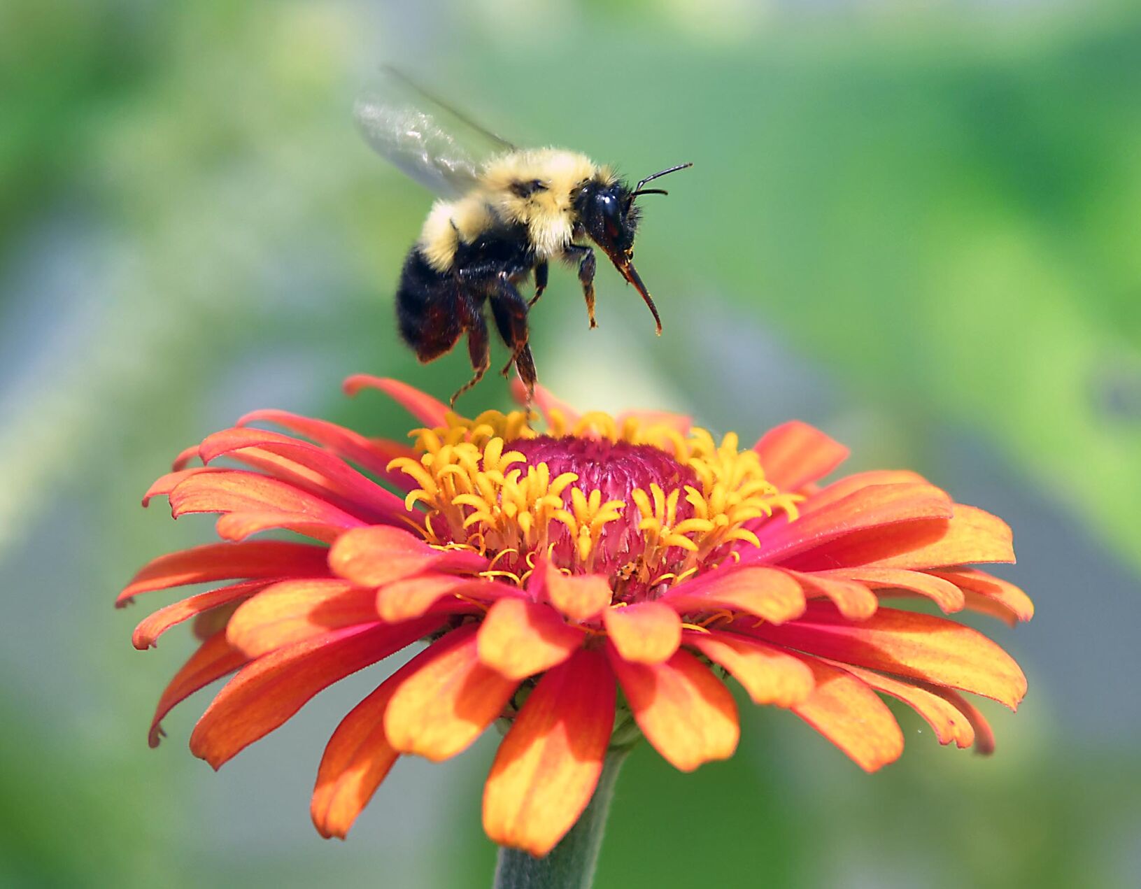 Bumblebee